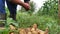 Low angle footage of a person taking onions from the ground at an organic farm and puts them into a crate full of onions and potat