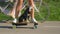 LOW ANGLE: Funny shot of a puppy riding an e-longboard with fit young woman.