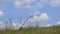 Low angle grass view, grass and plant with with cloudscape background.