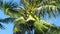 Low angle green coconuts among palm leaves waved by wind