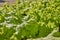 Low Angle Green Lettuce Leaves in Farm