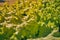 Low Angle Green Lettuce Leaves in Farm in Vintage Tone