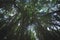 Low-angle of green tropical rainforest with lianas