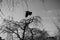 Low angle greyscale view of a crow flying above the branches of the trees