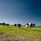 Low-angle of a herd of Holstein Friesian cattle in the green field sunlit and clear sky background