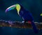Low angle of keel billed toucan of Costa Rica