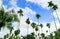 Low Angle of Large Group of Tall Palm Trees against Cloudy Blue Sky