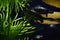 Low-angle of long-necked turtles swimming underwater sunlit plants around