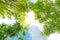 Low angle looking up view of a modern downtown office building surrounded by greenery tree