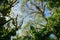 Low-angle of lush canopy of trees against a blue sky