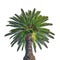Low Angle Palm Tree Isolated Photo