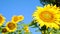 Low angle pan view blooming sunflowers in the field close up in a sunny morning