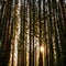 low angle panning shot of sequoia trees