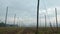 Low angle panning video of a hops field on an early autumn morning