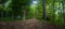 Low angle panorama of romantic trail in green forest. Warm summer day. Phone photography