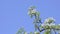 Low-angle of pear blossoms, bees collecting nectar on tree, blue sky background