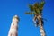 Low-angle photo of the Lighthouse of Praia da Barra, next to a palm tree. Clear blue sky during the day.