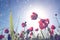 Low angle photo of red poppies against sky with light burst and glitter sparkling lights