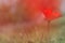 low angle photo of red poppy in the green field