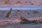 Low angle photo of Tawny eagle and Black Backed Jackal, Canis Mesomelas on ground, colorful light. African wildlife photo,