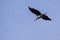 Low angle picture of a beautiful flying seabird under a blue sky in Sepilok Park, Borneo Island