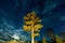 Low angle of pine trees against starry night sky at Lake Superior, Keweenaw peninsula, Michigan