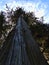 Low angle portrait view of old Douglas fir with enormous tree trunk in Pacific Rim National Park Reserve, BC, Canada.