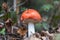 Low angle selective focus shot of a small Amanita Muscaria mushroom in Thornecombe Woods, UK