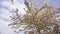 Low-angle shot of amazing cherry blossom trees in the park, blue sky and white clouds background