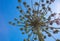 Low angle shot of an araucaria pine