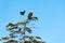 Low angle shot of bald eagle and crow at Telegraph Cove in Vancouver Island Canada