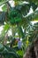 Low angle shot of a banana tree with fresh green bananas in Capri, Italy