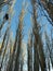 Low angle shot of the bare branches of the tall trees with the blue sky in the background