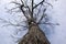 Low angle shot of bare tree against cloudy sky background