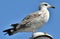 Low angle shot of a beautiful gull on a blue sky background