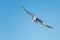 Low angle shot of a beautiful gull flying on the blue background
