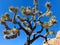 Low-angle shot of a beautiful Joshua tree (Yucca brevifolia) in a desert against a blue sky