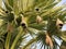 Low angle shot of bird nests on tropical trees