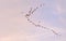 Low angle shot of birds flying over a heavenly blue sky