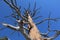 Low angle shot of a bold tree with a blue sky on the background