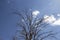 Low angle shot of the branches of bare trees against a blue cloudy sky