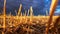 Low angle shot of a bright dry straw grass under a rainy heavy cloudscape