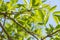 Low angle shot of bright leaves on tree branches with sunlight shining on them under a clear sky