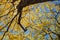 Low angle shot of a bright yellow tabebuia tree against the blue sky