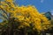 Low angle shot of a bright yellow tabebuia tree against the blue sky