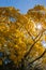 Low angle shot of a bright yellow tabebuia tree against the blue sky