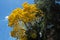 Low angle shot of a bright yellow tabebuia tree next to a green tree against the blue sky