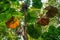 Low-angle shot of Canopy of Fan Palms in the Daintree Rainforest, Daintree Fan Palm Farm