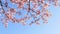 Low-angle shot of charming cherry blossoms on branches, closeup, blue background