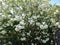 Low angle shot of a Chinese snowball tree